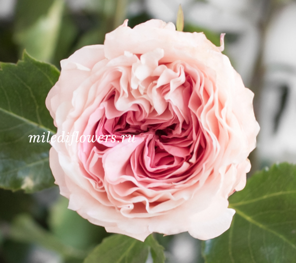 Роза пионовидная Mayra's Bridal Pink